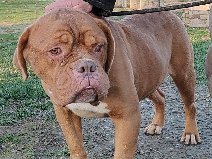 Adotta un cane, taglia gigante, maschio, Pavia