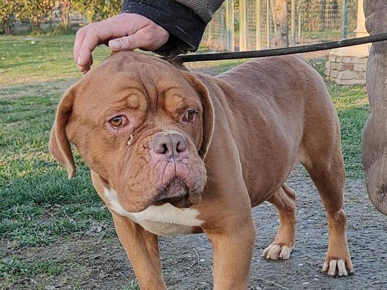 Vuoi adottare un cane a Pavia?