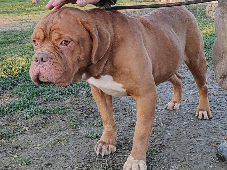 Adotta il cane Hego a Pavia