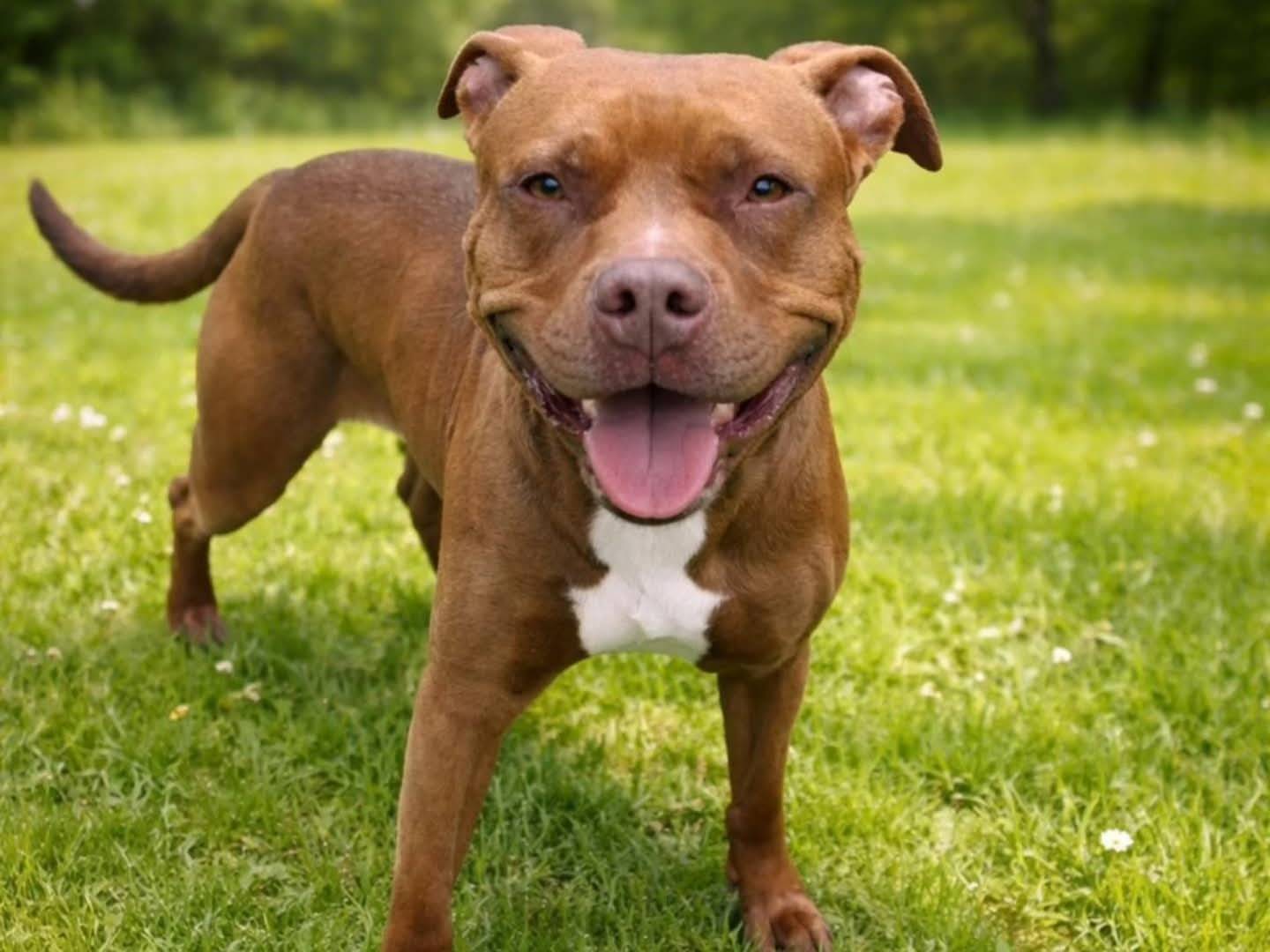 Adotta un cane, femmina, 9 anni e 2 mesi, Torino