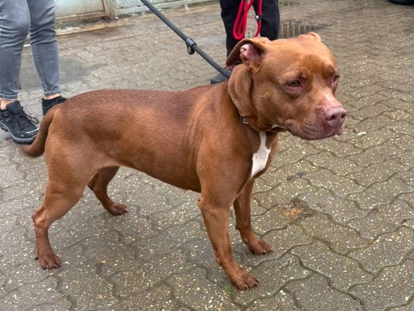 Adotta un cane, taglia media, femmina, Torino