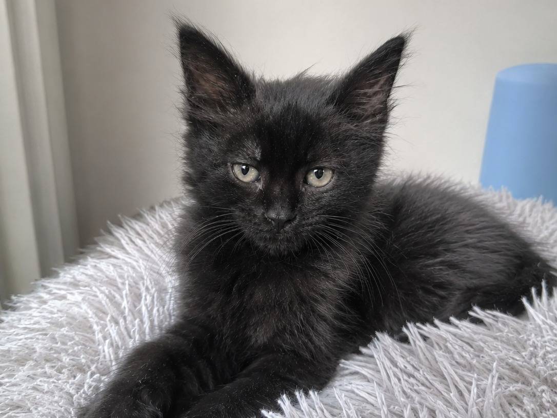 Adozione gatto, femmina, Razza sconosciuta Razza sconosciuta, 3 mesi, taglia non valida, Catania