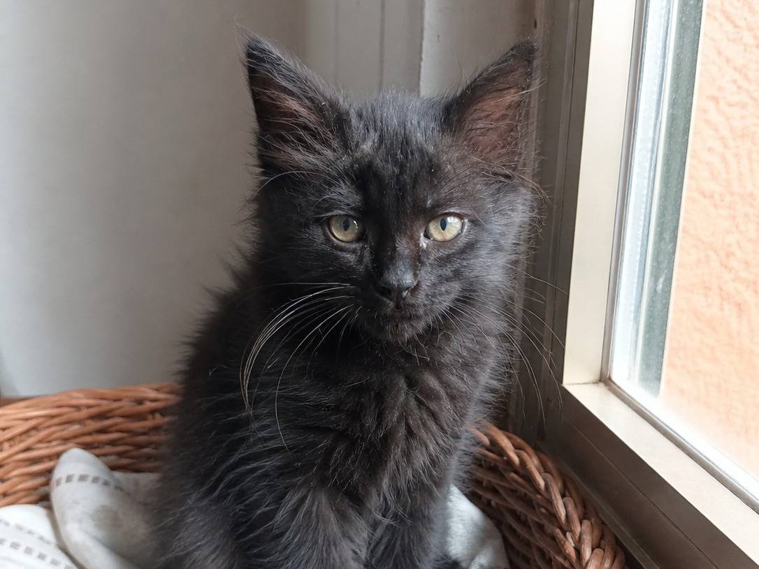 Adotta un gatto, femmina, 3 mesi, Catania