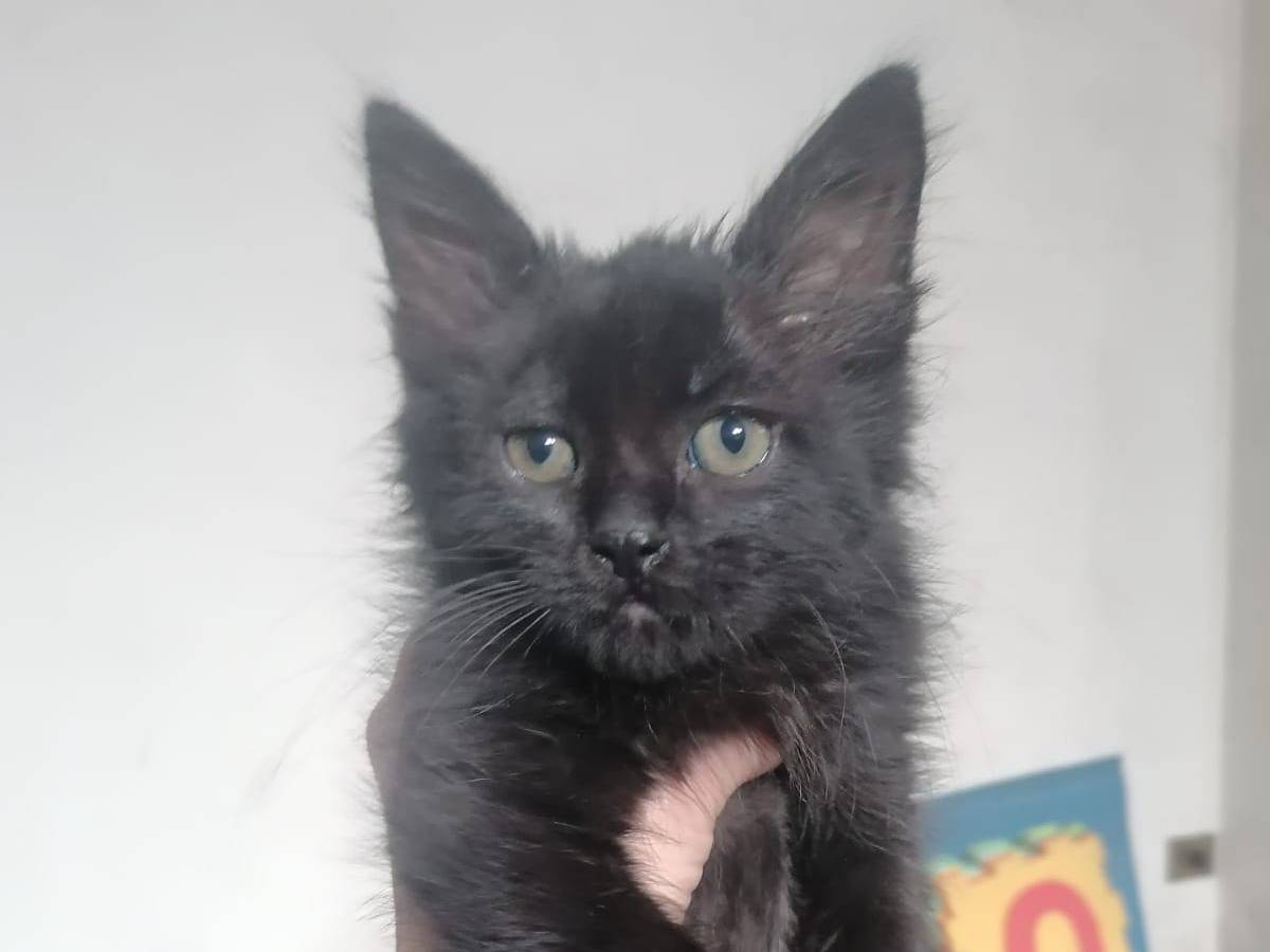 Adotta un gatto, taglia non valida, femmina, Catania