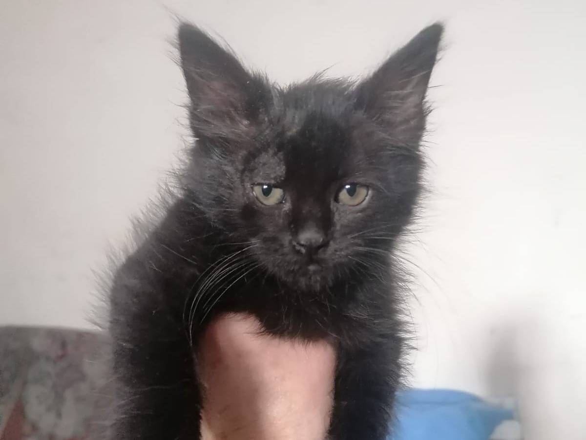 Vuoi adottare un gatto a Catania?