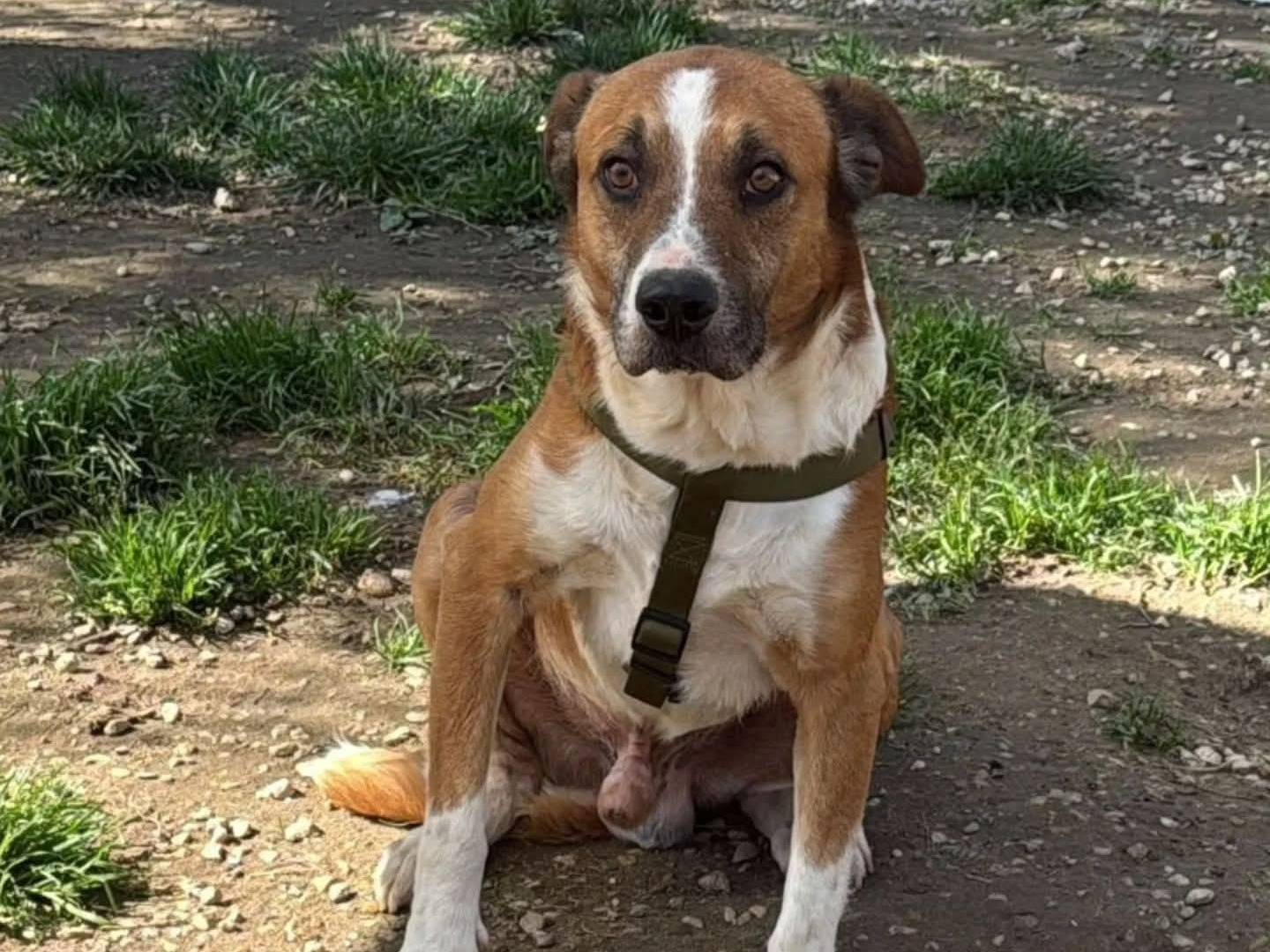 Adozione cane, maschio, Razza sconosciuta Razza sconosciuta, 6 anni e 4 mesi, taglia media, Torino