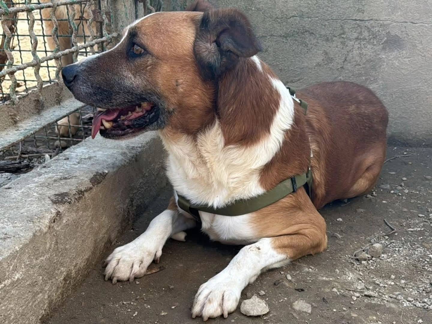 Adotta un cane, maschio, 6 anni e 4 mesi, Torino