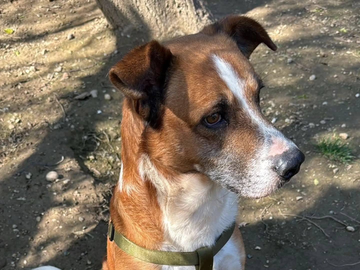 Adotta un cane, taglia media, maschio, Torino