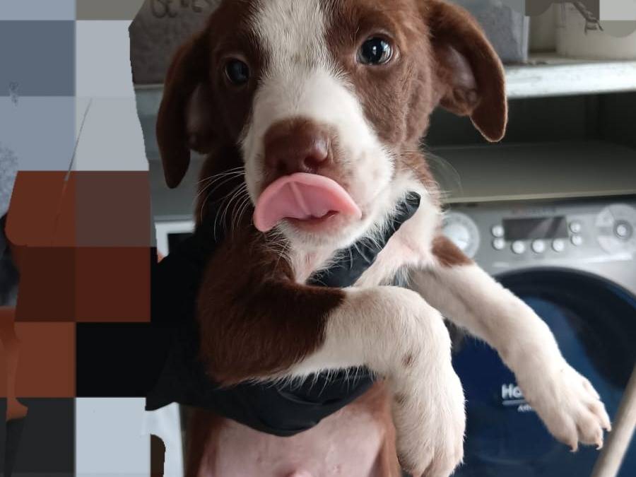 Adozione cane, maschio, Razza sconosciuta Razza sconosciuta, 2 mesi, taglia piccola, Latina