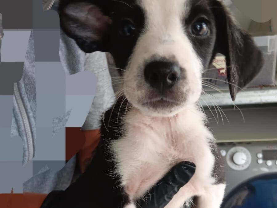 Adotta un cane, maschio, 2 mesi, Latina