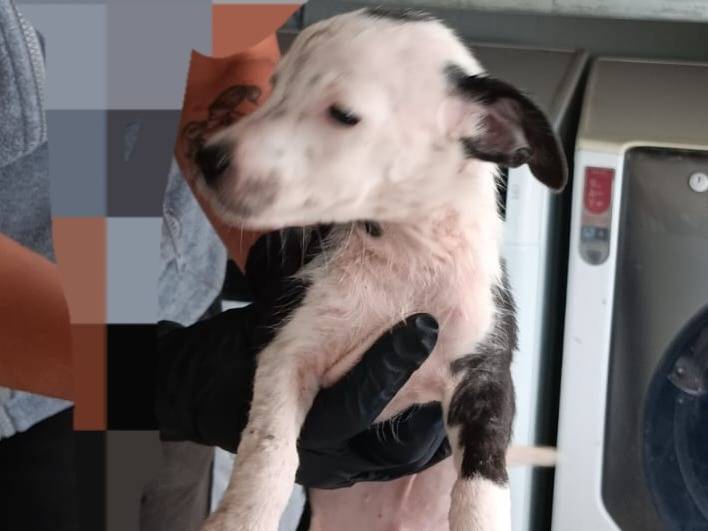 Adotta un cane, taglia piccola, maschio, Latina