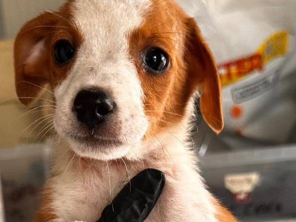 Vuoi adottare un cane a Latina?