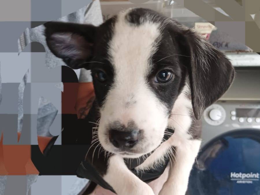 Adotta il cane MUFFIN BISCOTTO ZUCCHERO   a Latina