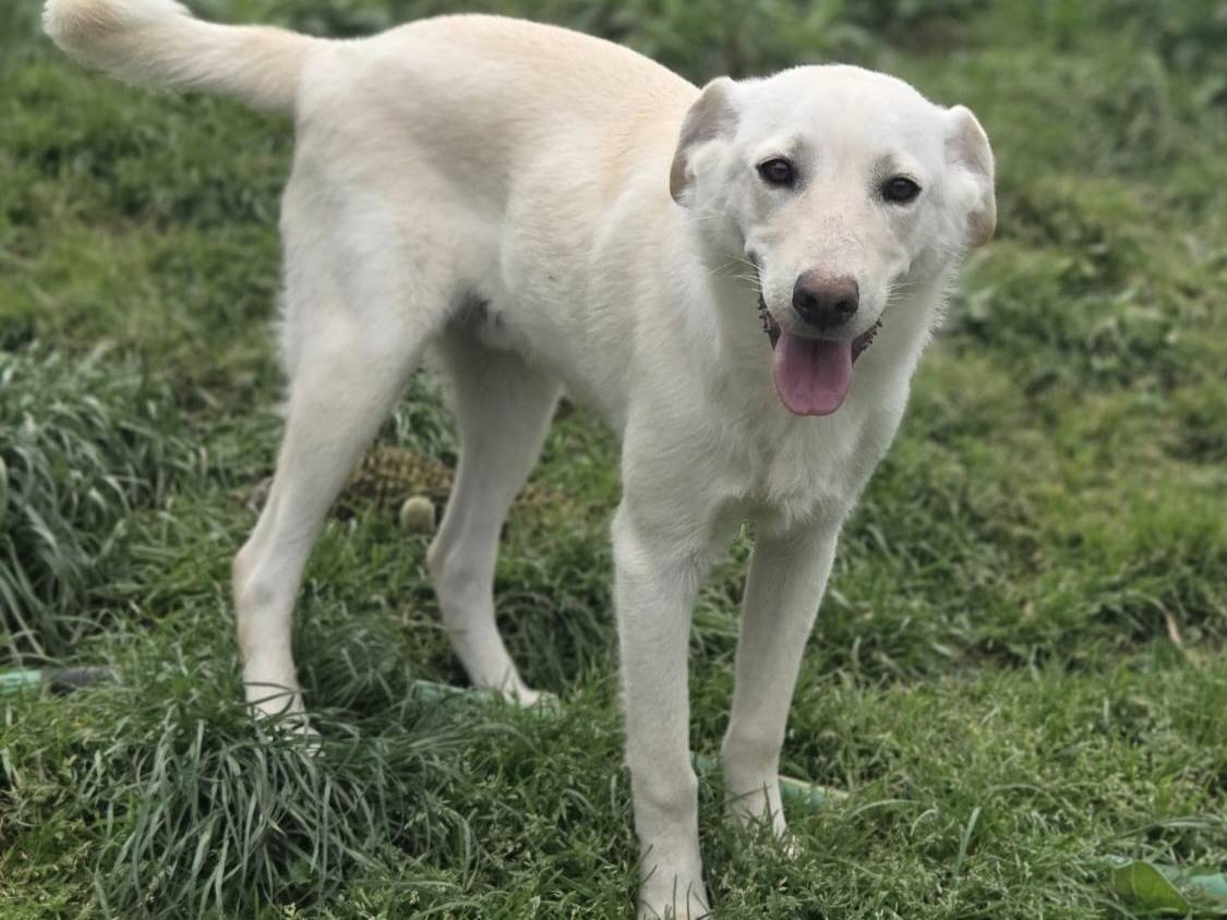 Adozione cane, maschio, Razza sconosciuta Razza sconosciuta, 6 mesi, taglia media contenuta, Varese