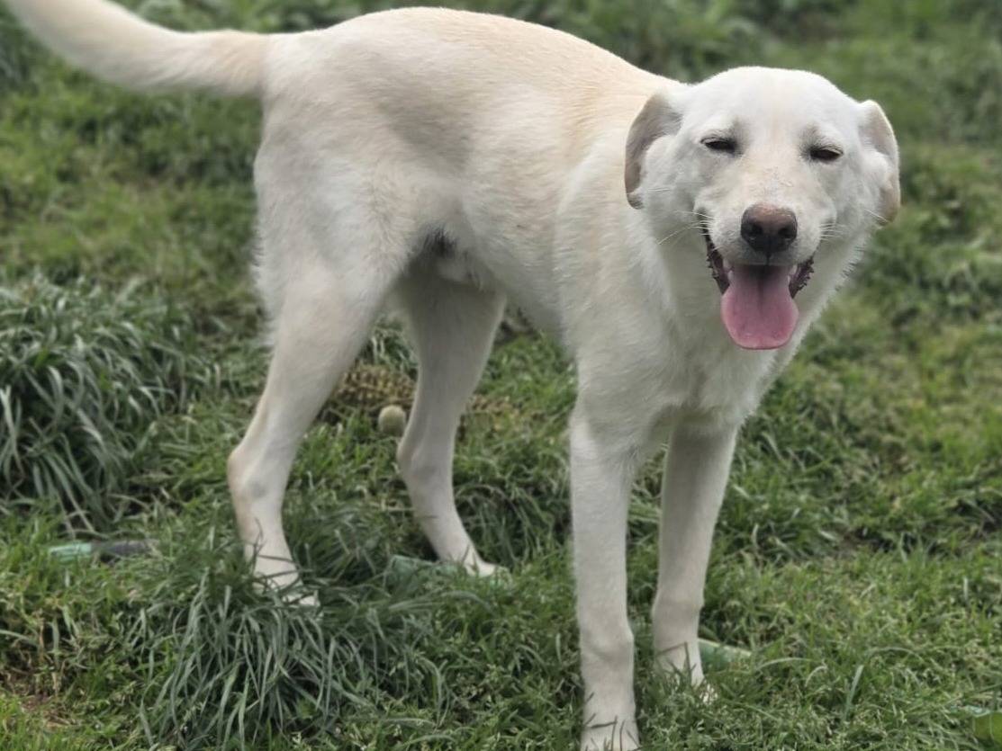 Adotta un cane, maschio, 6 mesi, Varese
