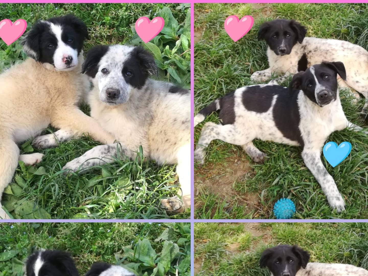 Adozione cane, femmina, Border Collie Setter Inglese, 4 mesi, taglia media, Varese