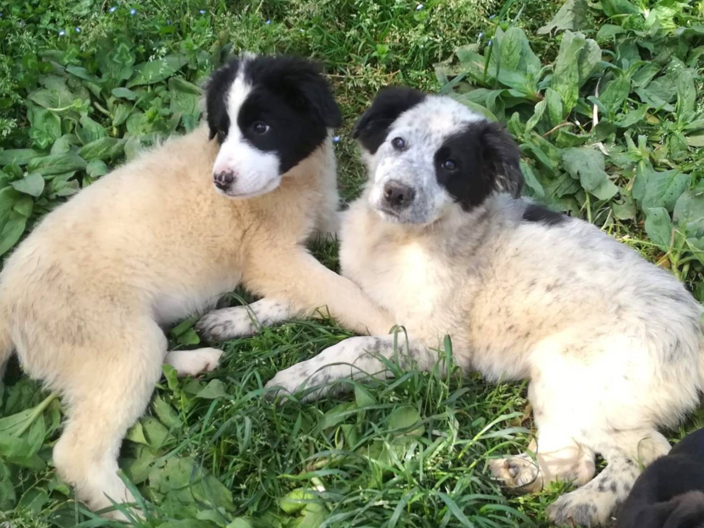 Adotta un cane, taglia media, femmina, Varese