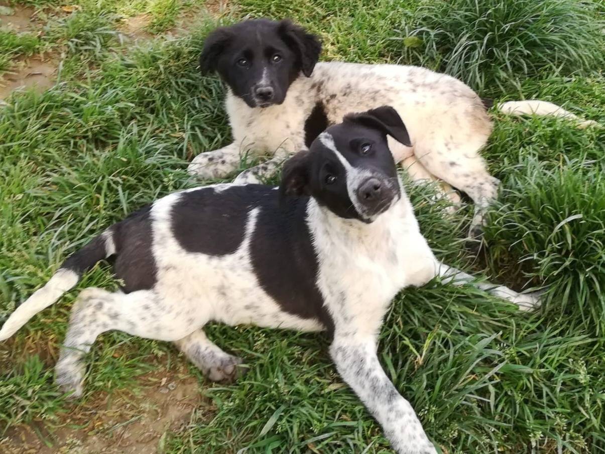 Vuoi adottare un cane a Varese?