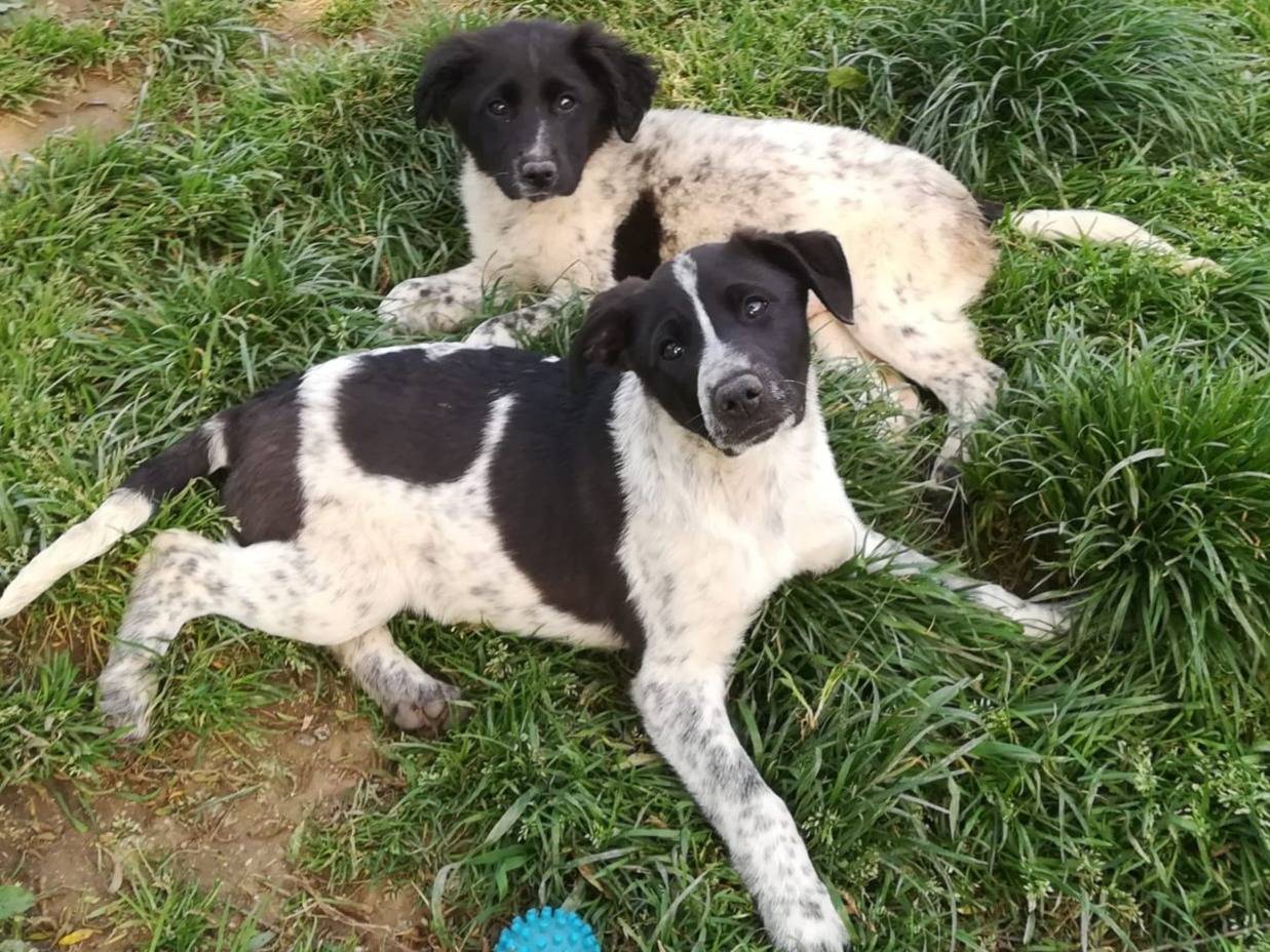 Adotta il cane MERAVIGLIE ASPETTANO UNA MAMMA a Varese