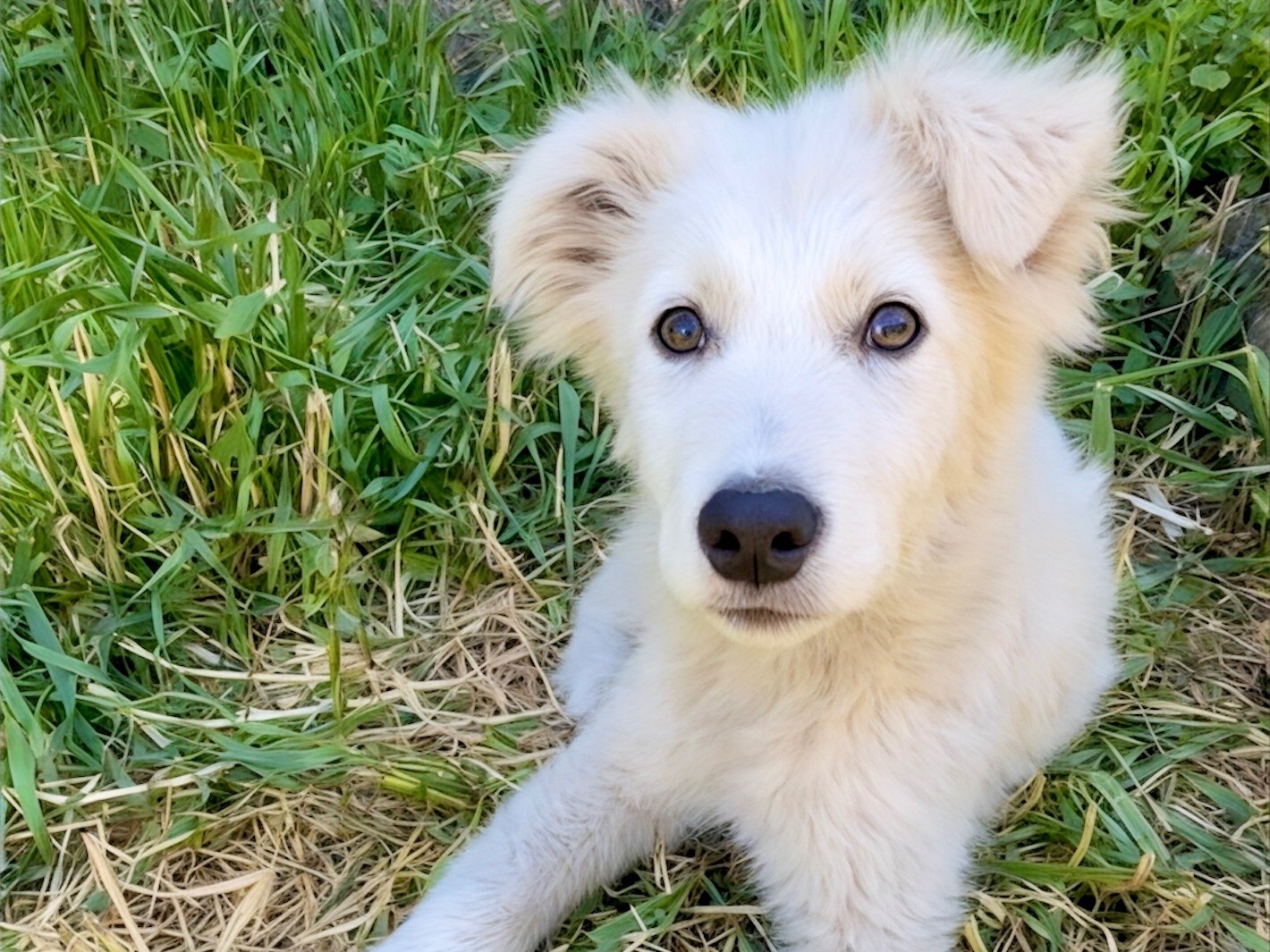 Adozione cane, maschio, Pastore maremmano Razza sconosciuta, 3 mesi, taglia media, Milano