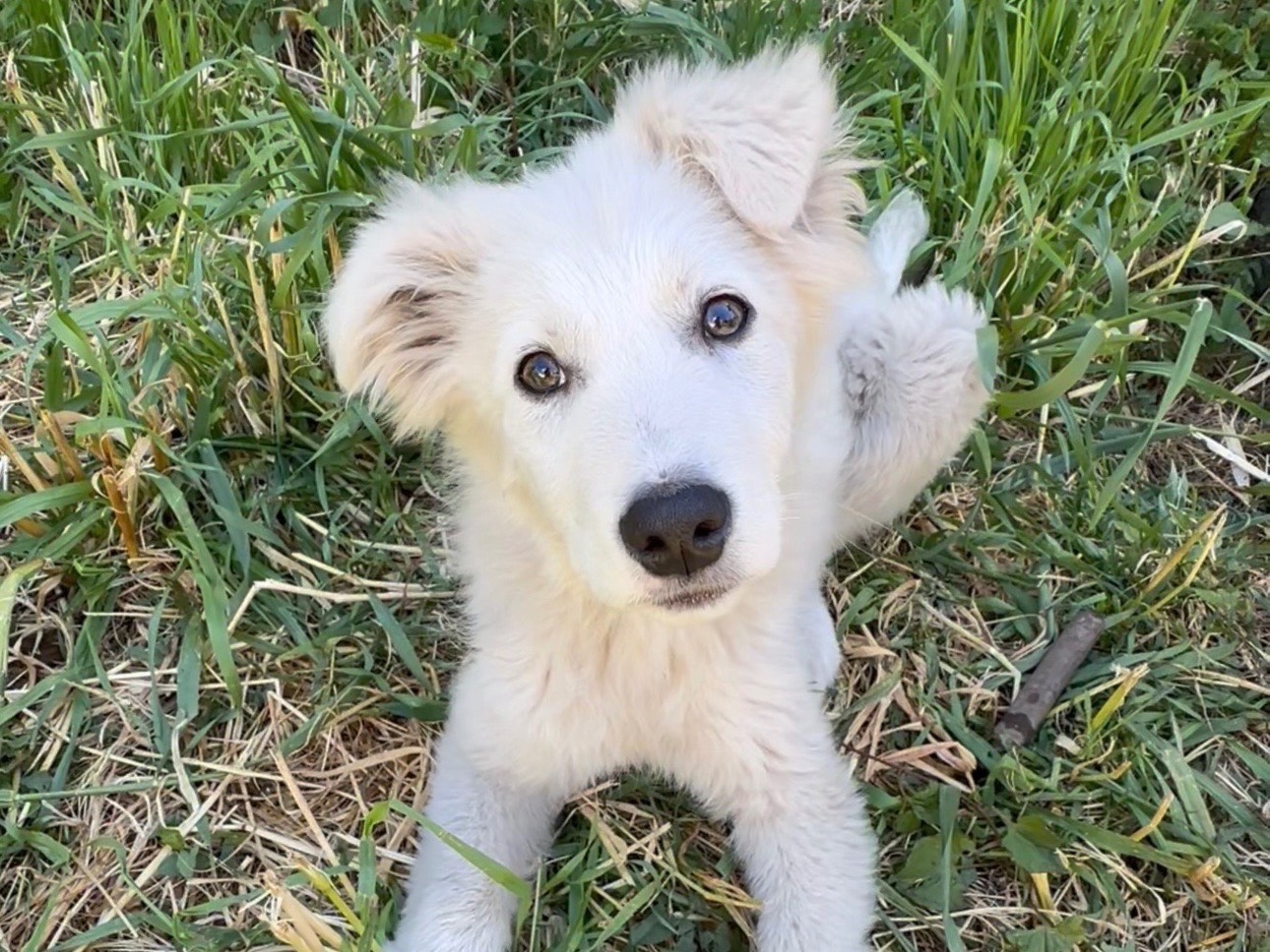 Adotta un cane, maschio, 3 mesi, Milano