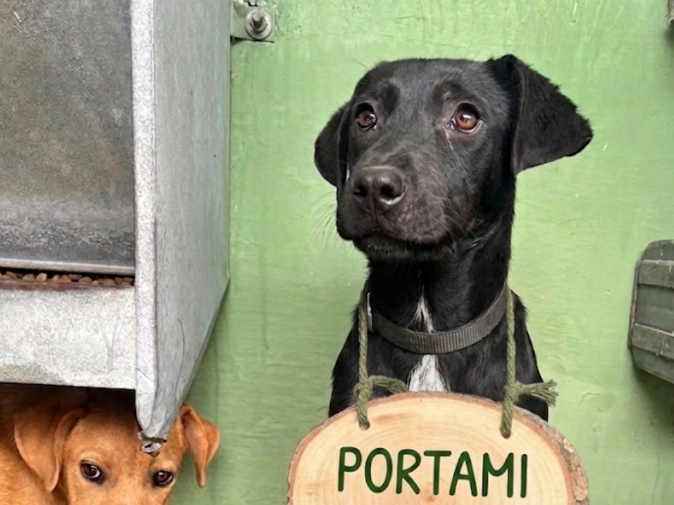 Foto 3 dell'animale