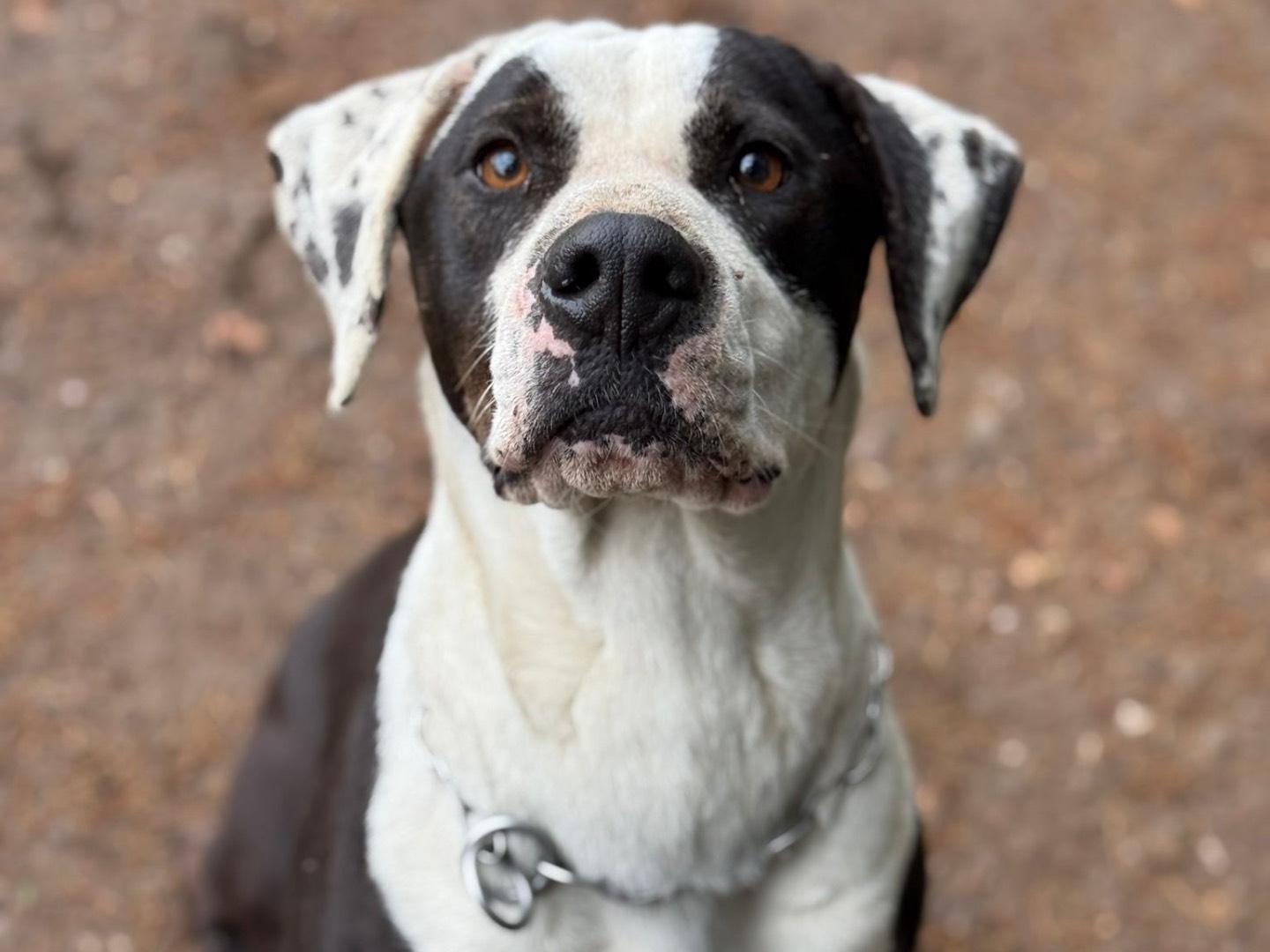 Adozione cane, maschio, Razza sconosciuta Razza sconosciuta, 3 anni e 9 mesi, taglia grande, Milano