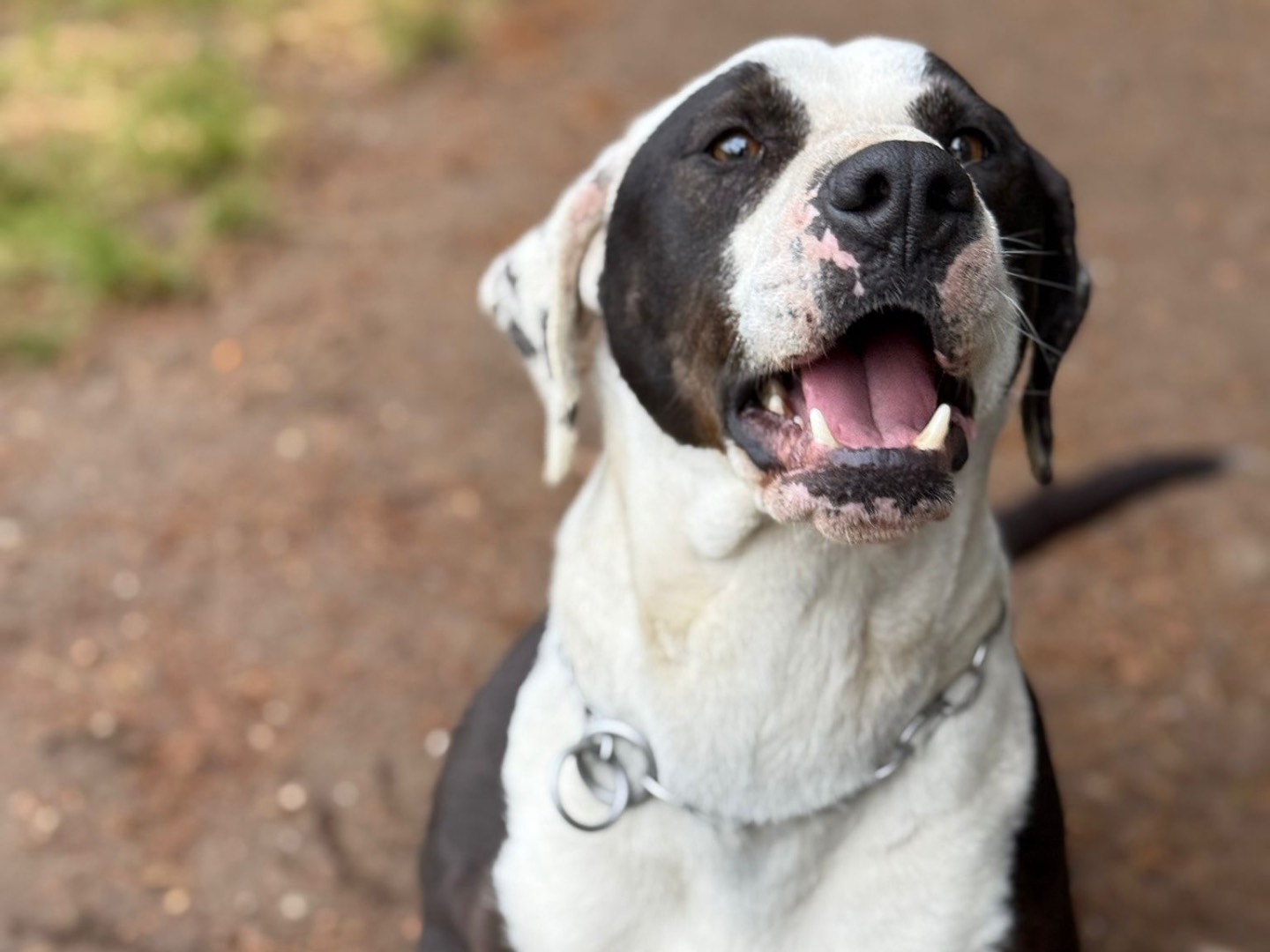 Adotta un cane, maschio, 3 anni e 9 mesi, Milano
