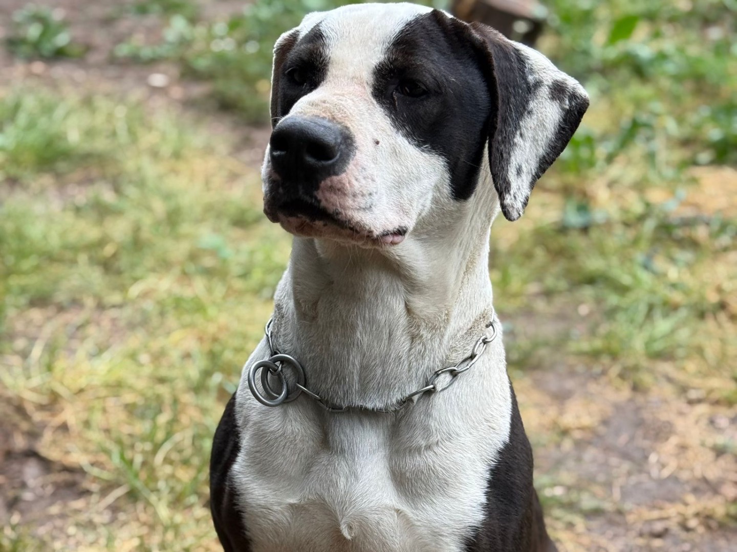 Adotta un cane, taglia grande, maschio, Milano