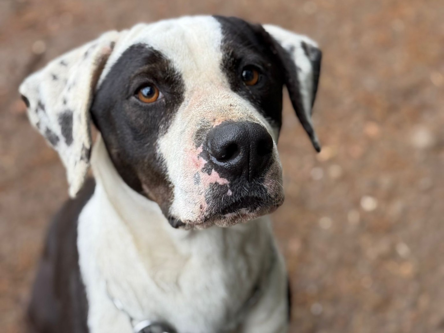 Vuoi adottare un cane a Milano?