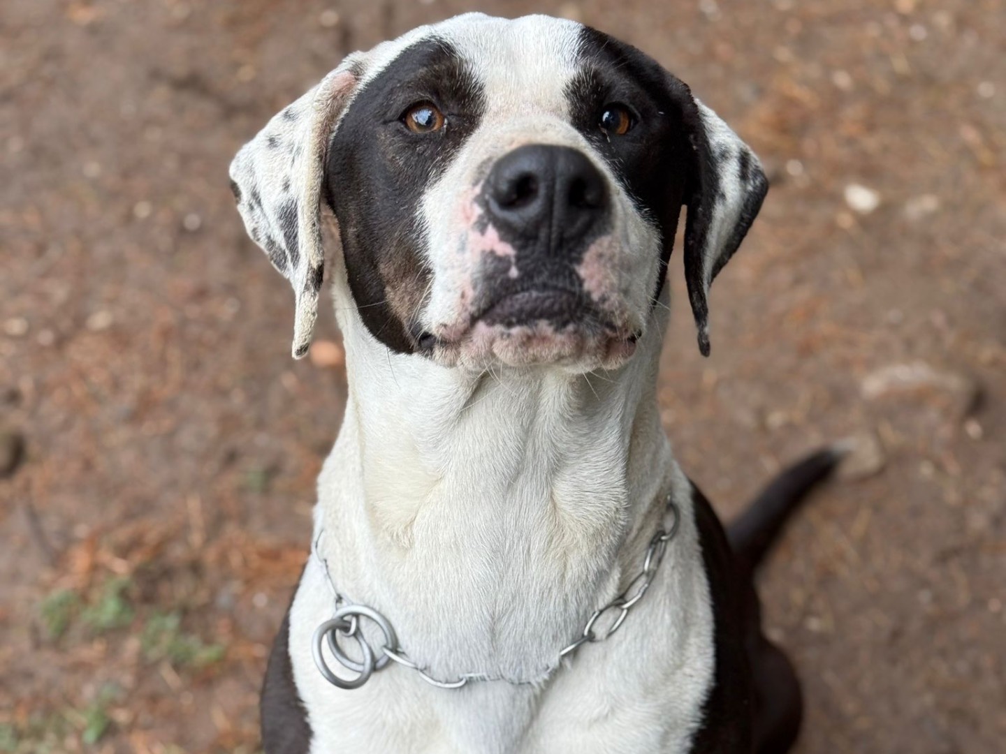 Adotta il cane Ettore  a Milano