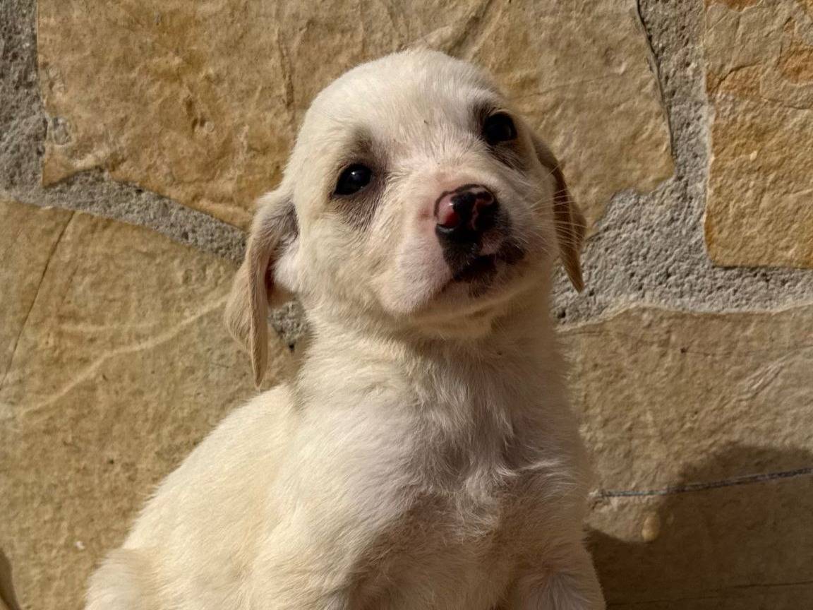 Adozione cane, femmina, Razza sconosciuta Razza sconosciuta, 4 mesi, taglia media contenuta, Matera