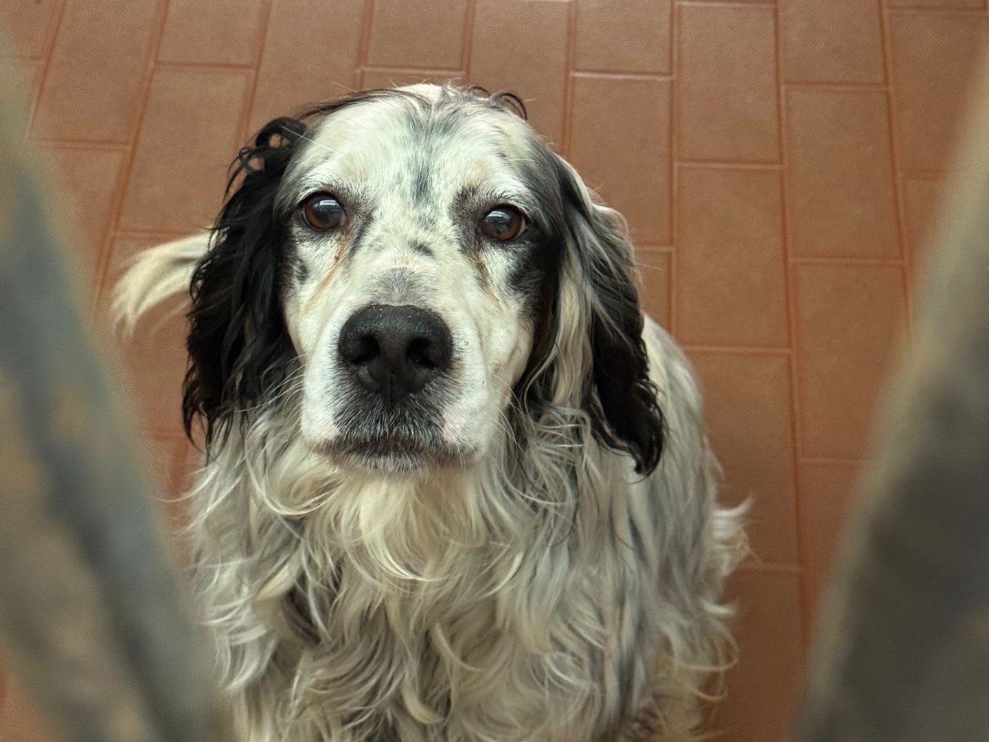 Adozione cane, maschio, Setter Inglese Razza sconosciuta, 3 anni e 11 mesi, taglia media, Milano