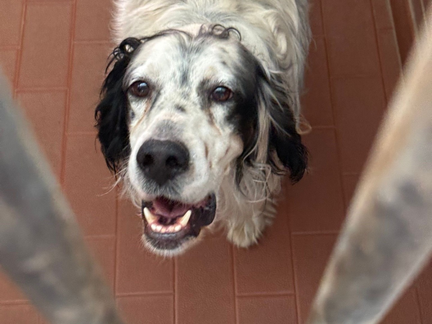 Adotta un cane, maschio, 3 anni e 11 mesi, Milano
