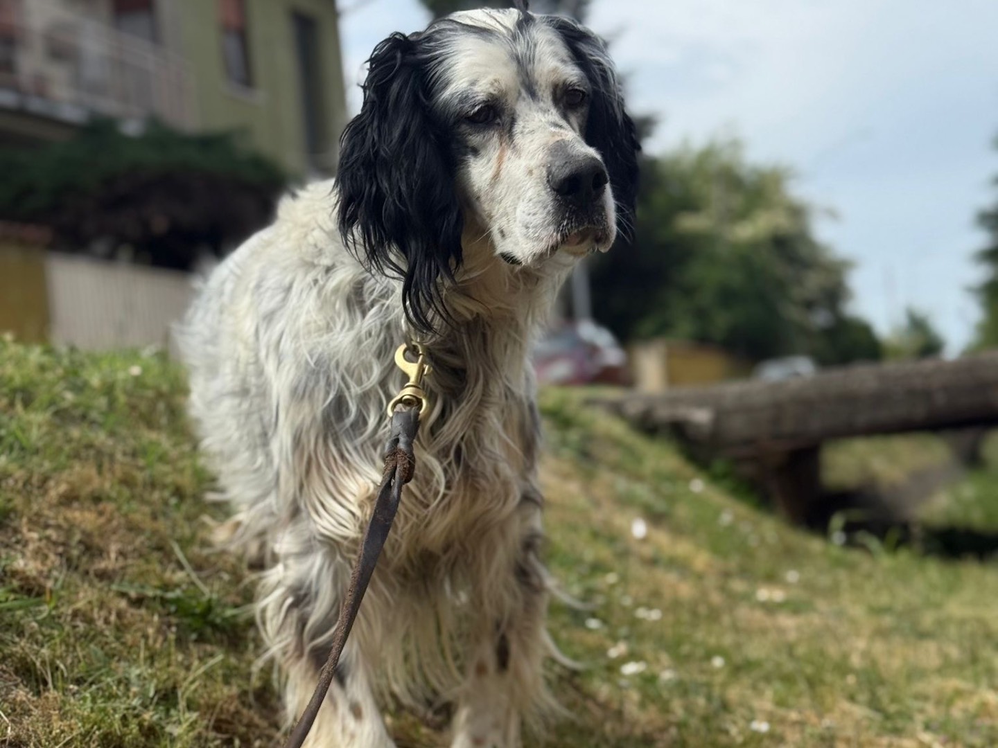 Adotta un cane, taglia media, maschio, Milano