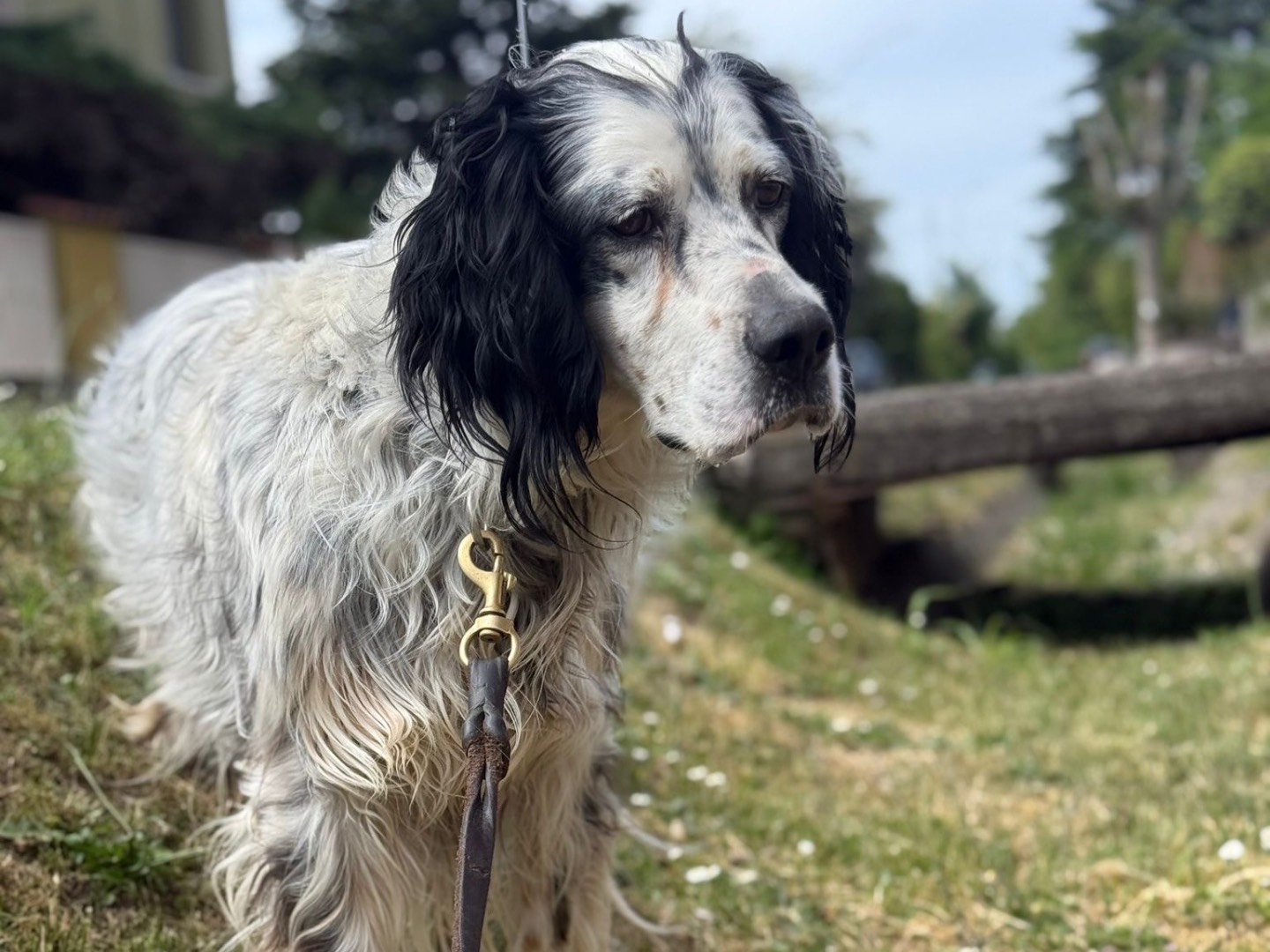 Vuoi adottare un cane a Milano?