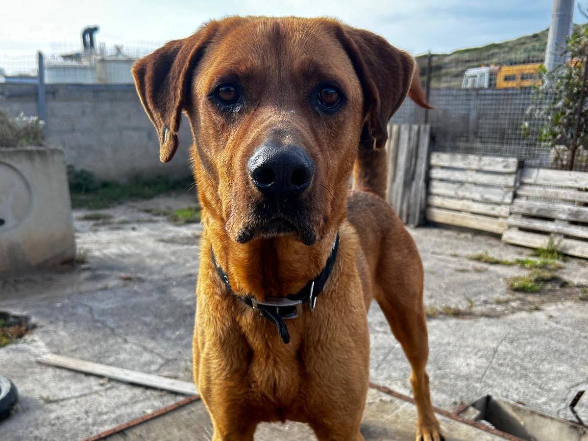 Vuoi adottare un cane a Trapani?