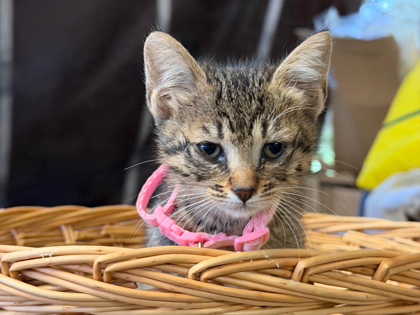 Adotta un gatto, femmina, 2 mesi, Milano