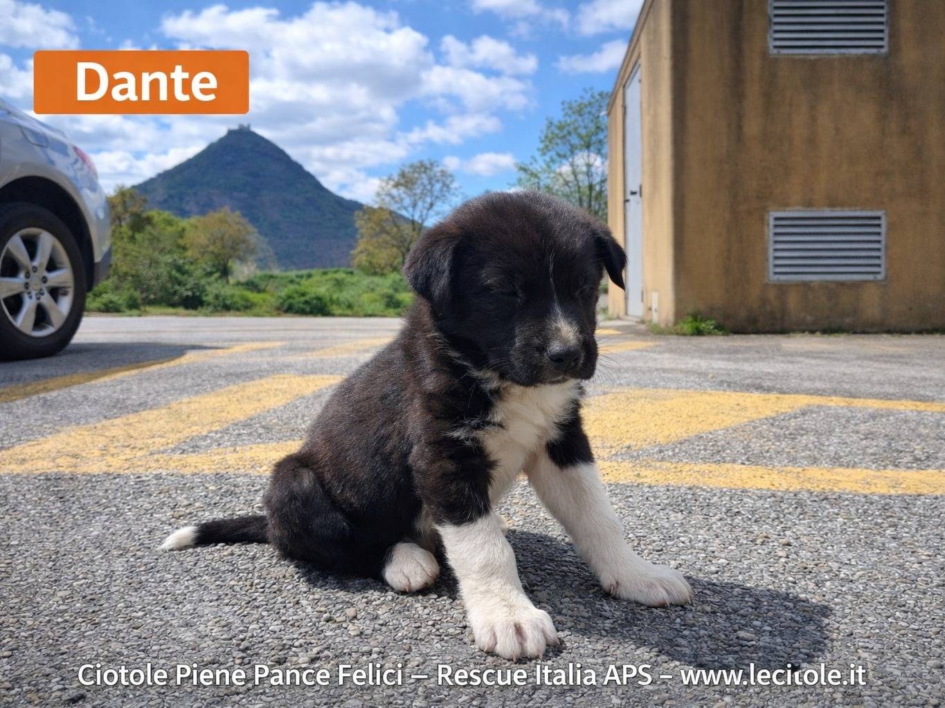 Adozione cane, maschio, Razza sconosciuta Razza sconosciuta, 3 mesi, taglia piccola, Avellino