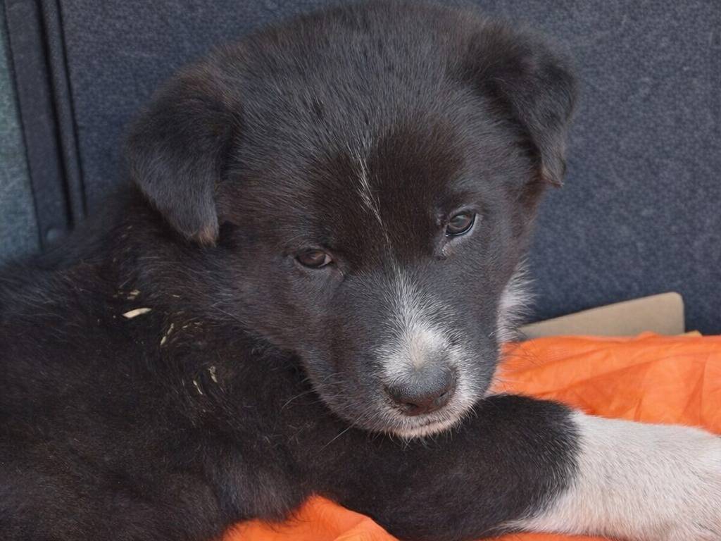 Adotta un cane, maschio, 3 mesi, Avellino