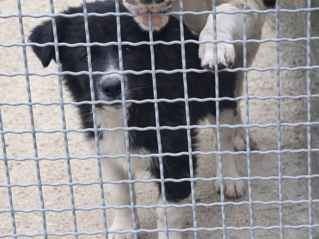 Adotta un cane, taglia piccola, maschio, Avellino