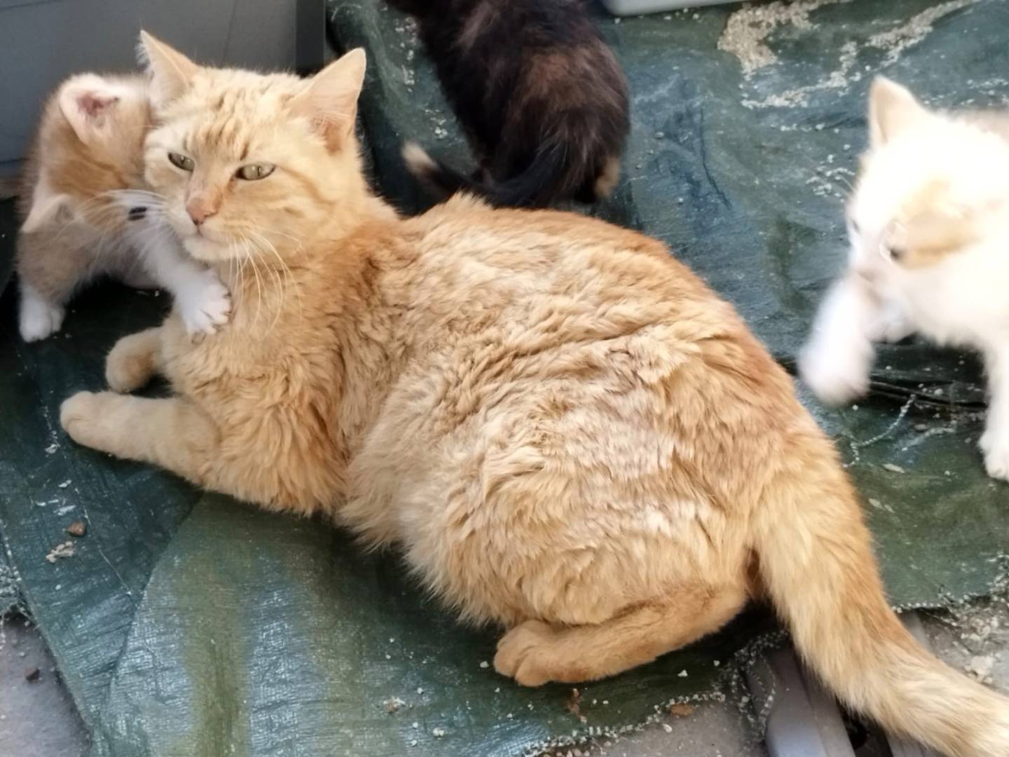 Adotta un gatto, taglia non valida, femmina, Barletta