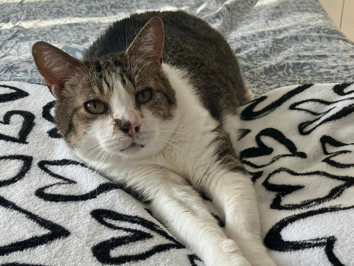 Adozione gatto, maschio, Razza sconosciuta Razza sconosciuta, 3 anni e 2 mesi, taglia non valida, Torino