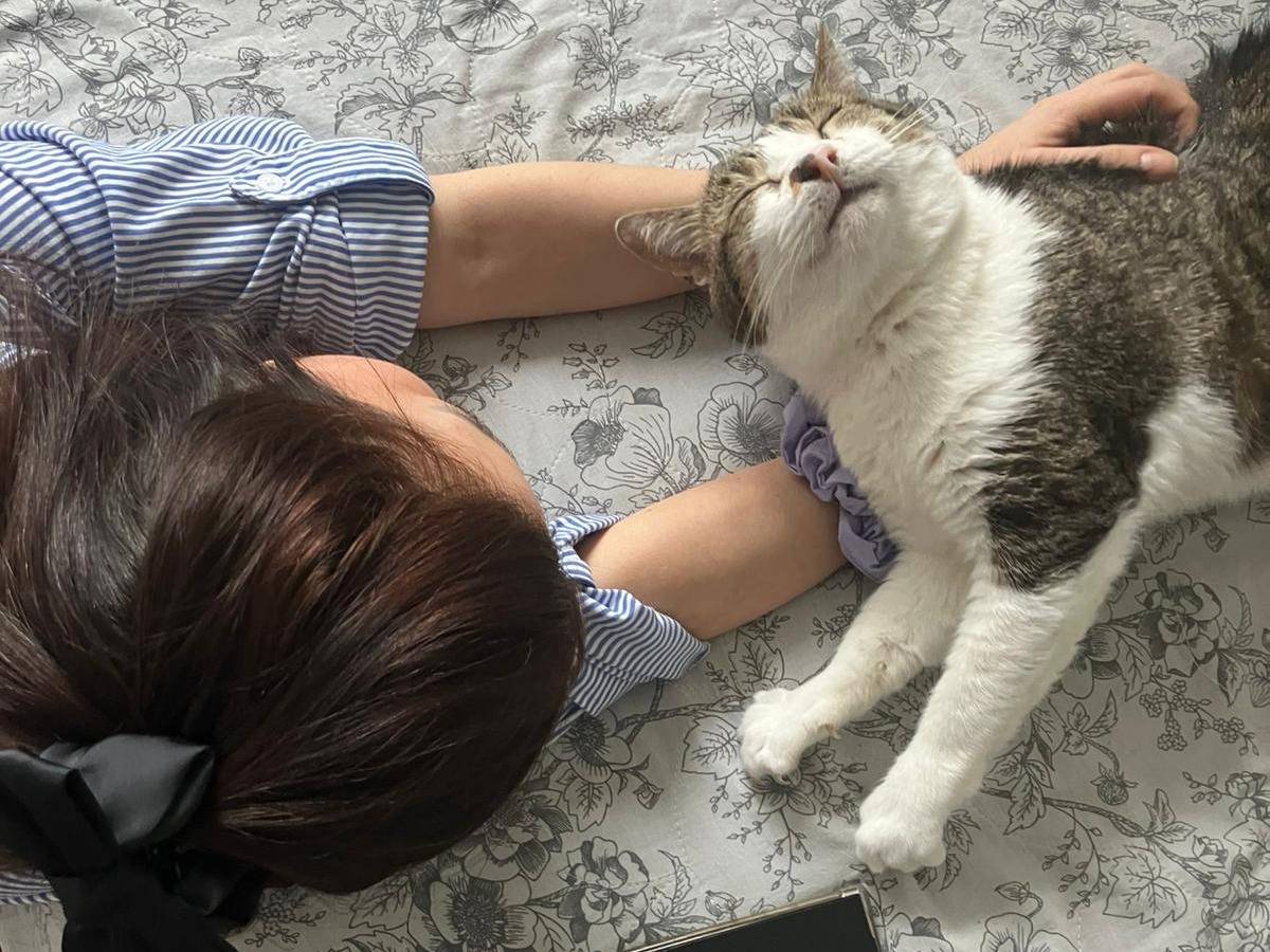 Adotta un gatto, maschio, 3 anni e 2 mesi, Torino