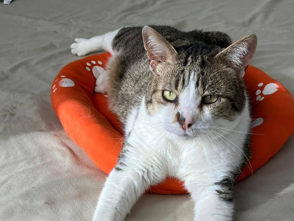 Adotta un gatto, taglia non valida, maschio, Torino
