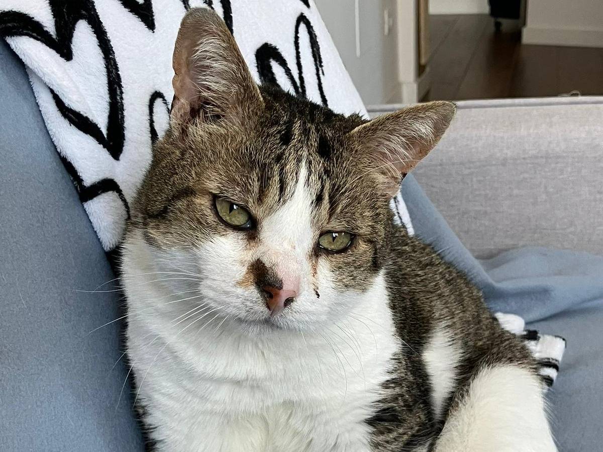 Vuoi adottare un gatto a Torino?