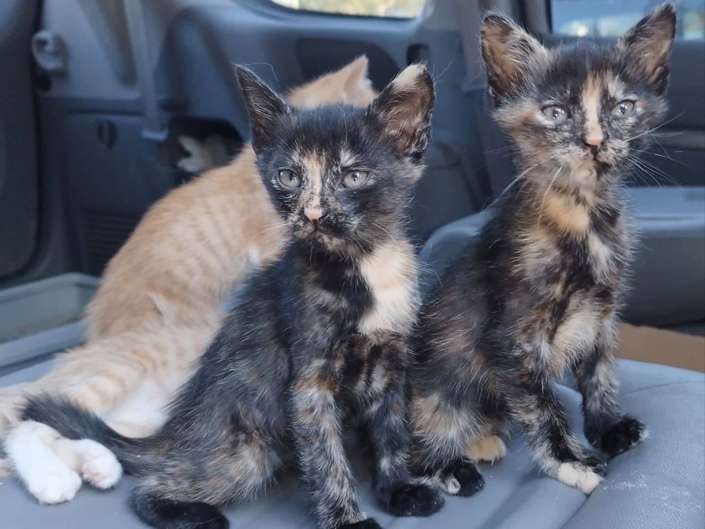 Adozione gatto, femmina, Razza sconosciuta Razza sconosciuta, 1 mesi, taglia non valida, Barletta