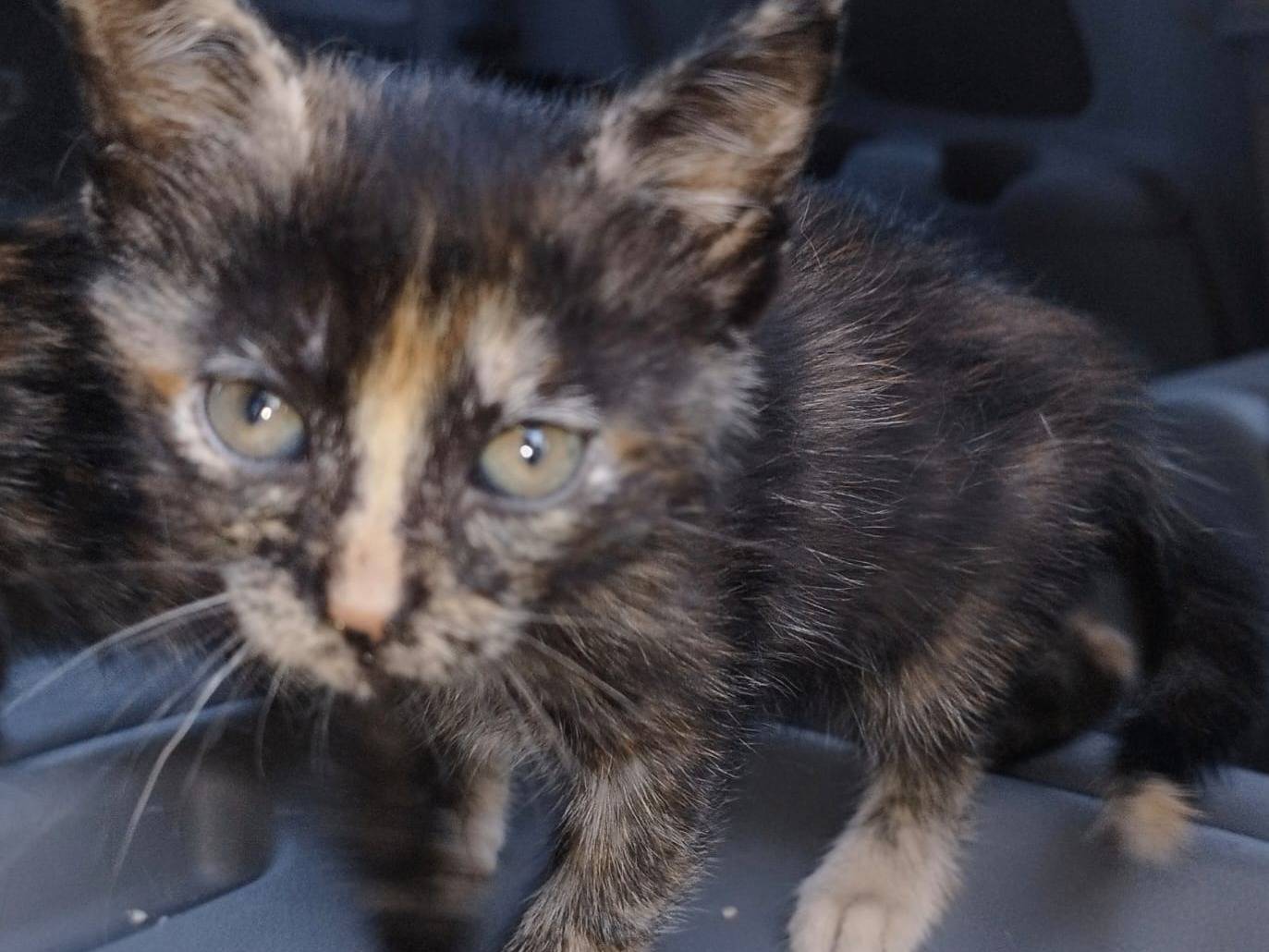 Adotta un gatto, femmina, 1 mesi, Barletta