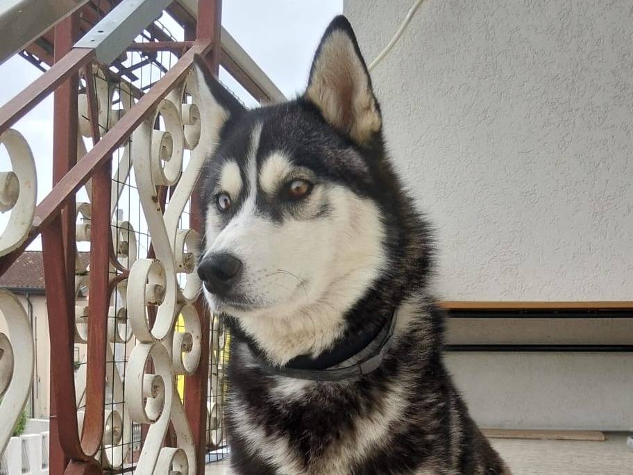 Adozione cane, maschio, Siberian Husky Razza sconosciuta, 2 anni e 6 mesi, taglia grande, Verona