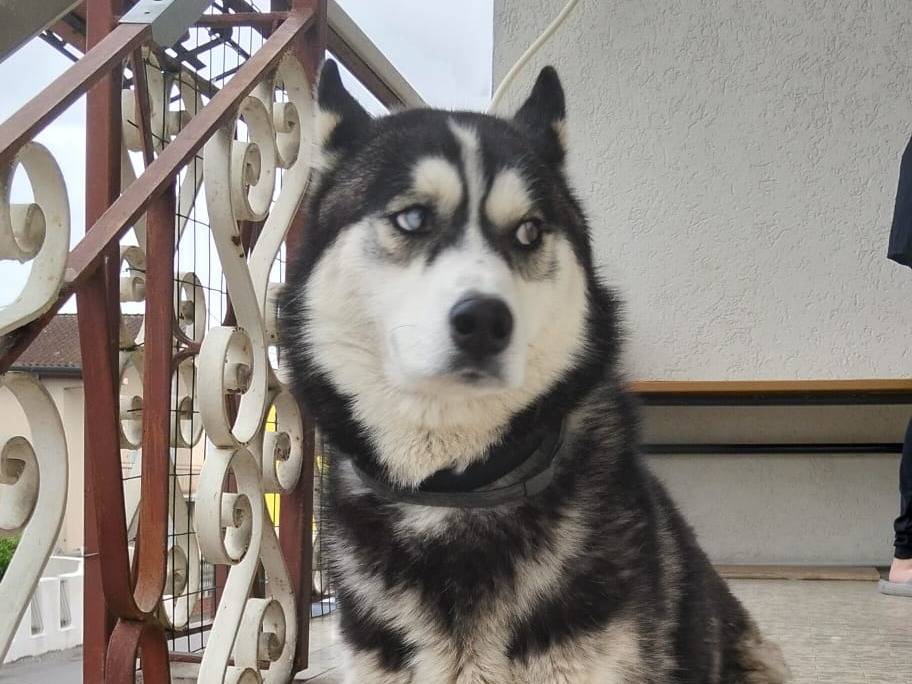 Adotta un cane, maschio, 2 anni e 6 mesi, Verona